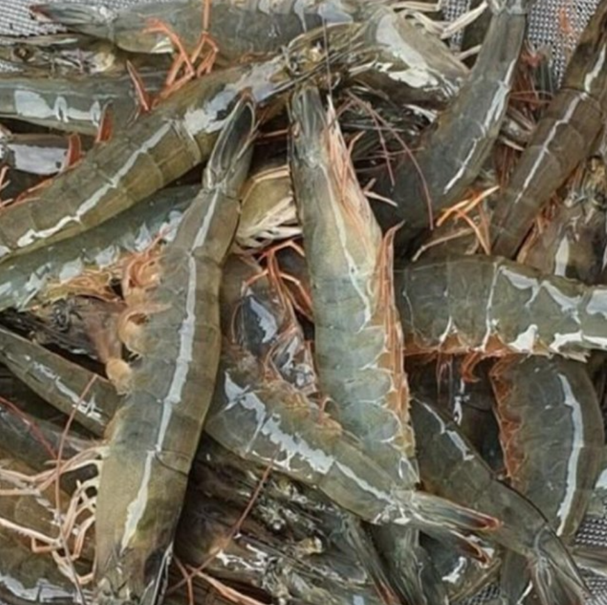 국내산 흰다리새우 1kg 30미 내외｜신안군 세척 급냉 제철새우 제품 이미지